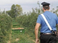 Капролато – в Апулии мигранты сотнями попадают в рабство