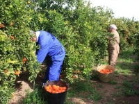 Сколько в Италии зарабатывают мигранты на 2019 год?